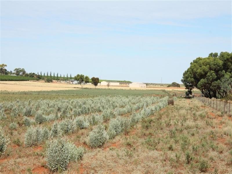Lot 801 Hdrd of Gordon, Loxton SA 5333
