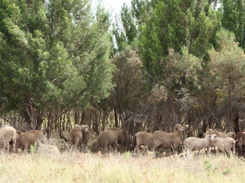 Lot 801 Hdrd of Gordon, Loxton SA 5333