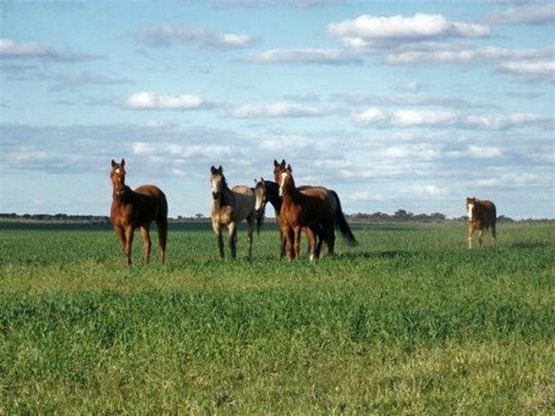 51,700,701 Morgan Road, Barmera SA 5345