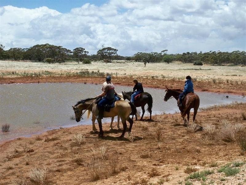 51,700,701 Morgan Road, Barmera SA 5345