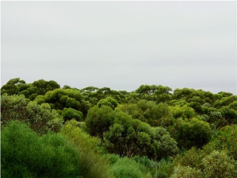 51,700,701 Morgan Road, Barmera SA 5345