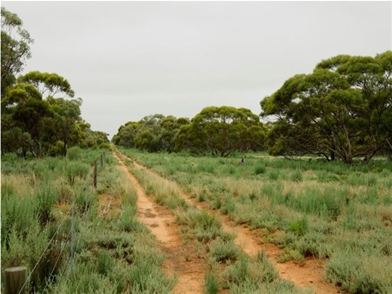 51,700,701 Morgan Road, Barmera SA 5345
