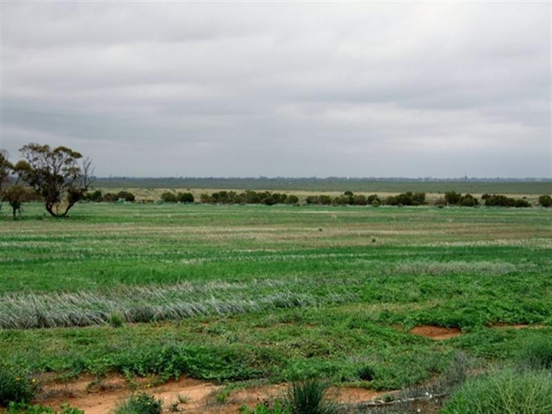 51,700,701 Morgan Road, Barmera SA 5345