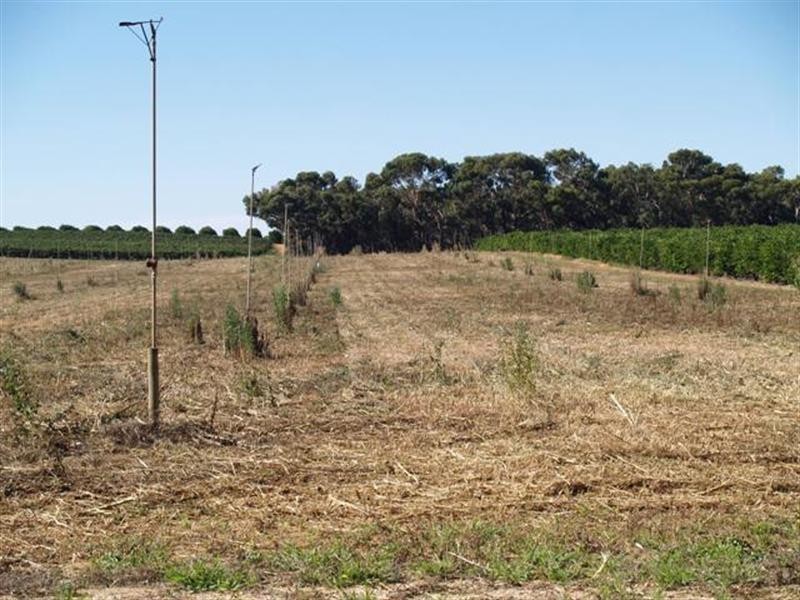 Lt 20 Playford Road, Waikerie SA 5330