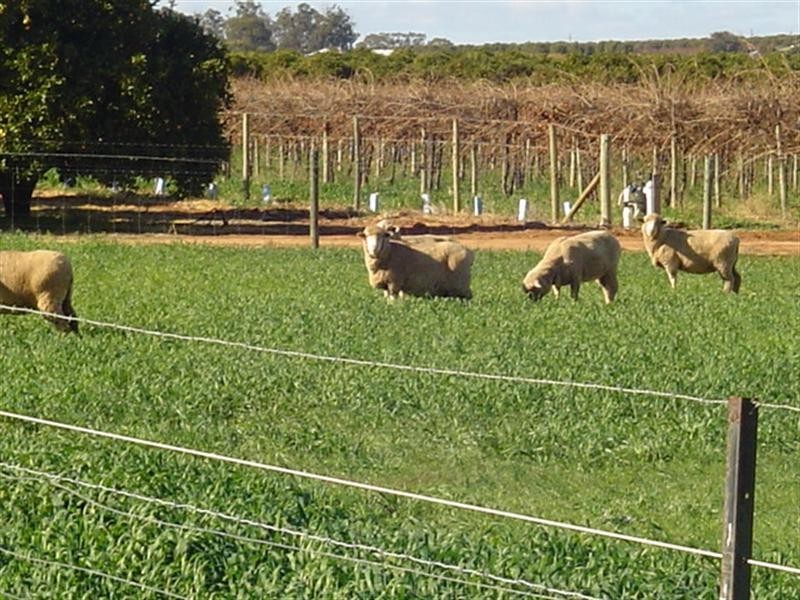 348 Gratwick Road, Loxton SA 5333