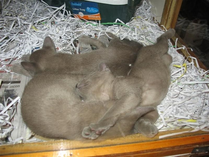 - Old Sturt Highway, Glossop SA 5344