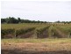 308 Virgo Road, Waikerie SA 5330