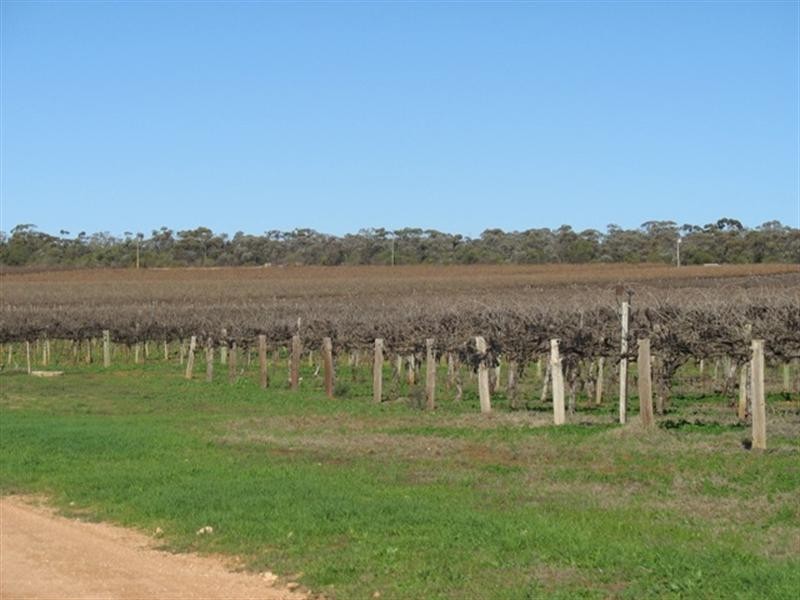 2 Pfeiffer Road, Loveday SA 5345