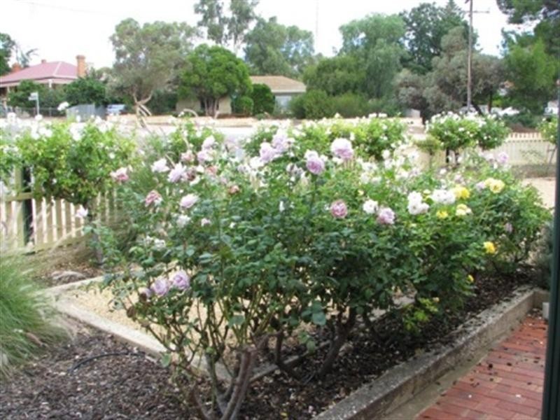 1 Rowe Street, Waikerie SA 5330