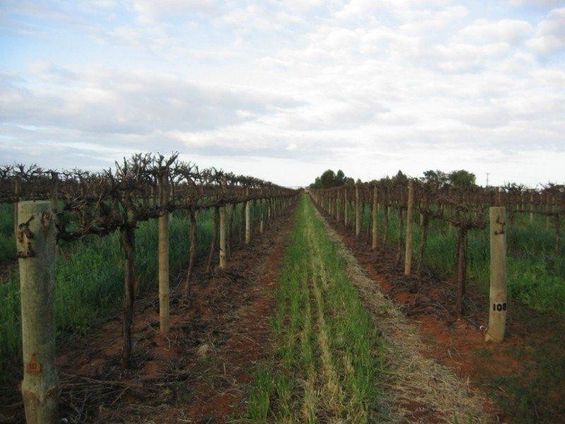 434 and 818 Hoffman Road, Barmera SA 5345