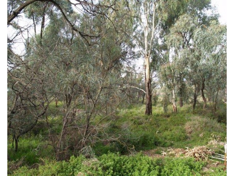 64 Page Drive, Blanchetown SA 5357