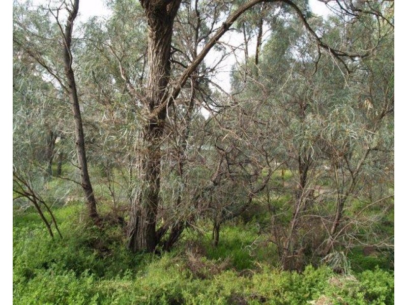 64 Page Drive, Blanchetown SA 5357