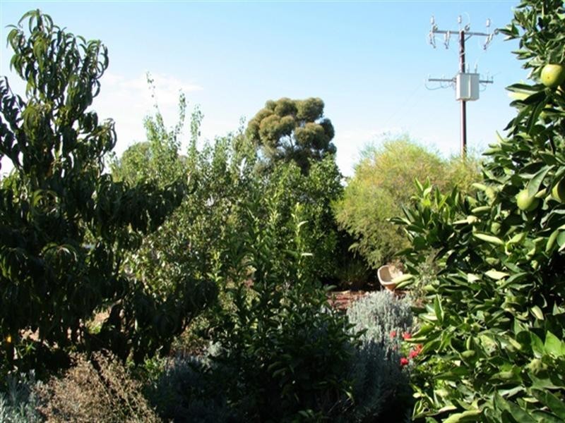 49 Wodonga Avenue, Loxton SA 5333