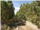 74 Kibby Road, Loxton SA 5333