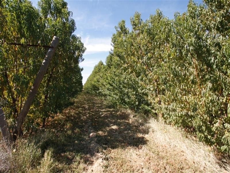74 Kibby Road, Loxton SA 5333