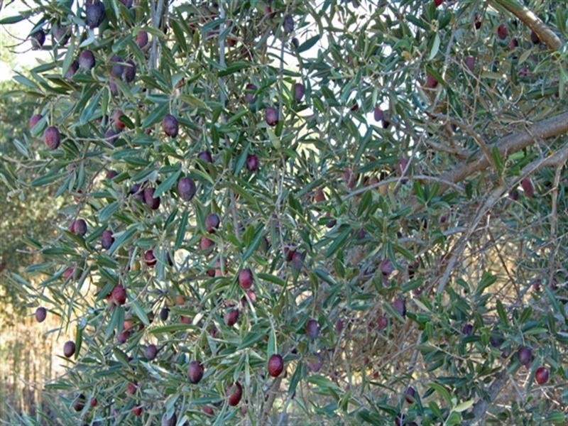 150 Gray Road, Moorook SA 5332