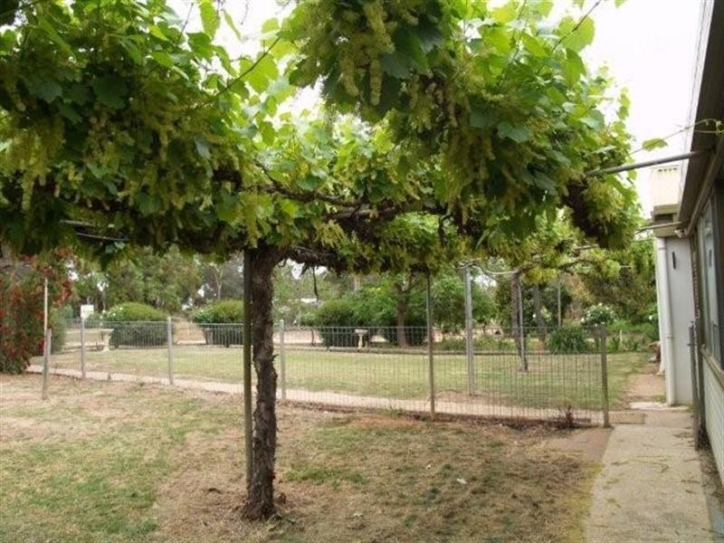 90 Old Blanchetown Road, Waikerie SA 5330