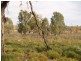 3919 Murraylands Road, Blanchetown SA 5357