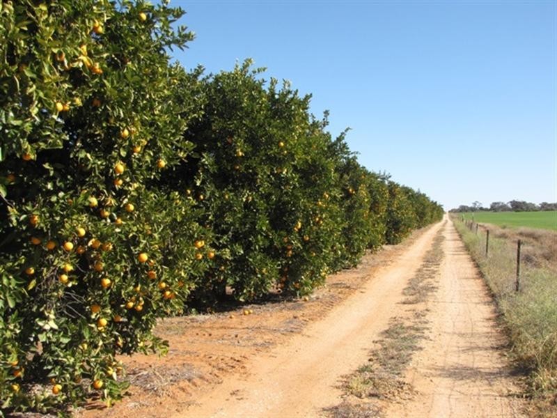 82 Nitschke Road, Loxton SA 5333