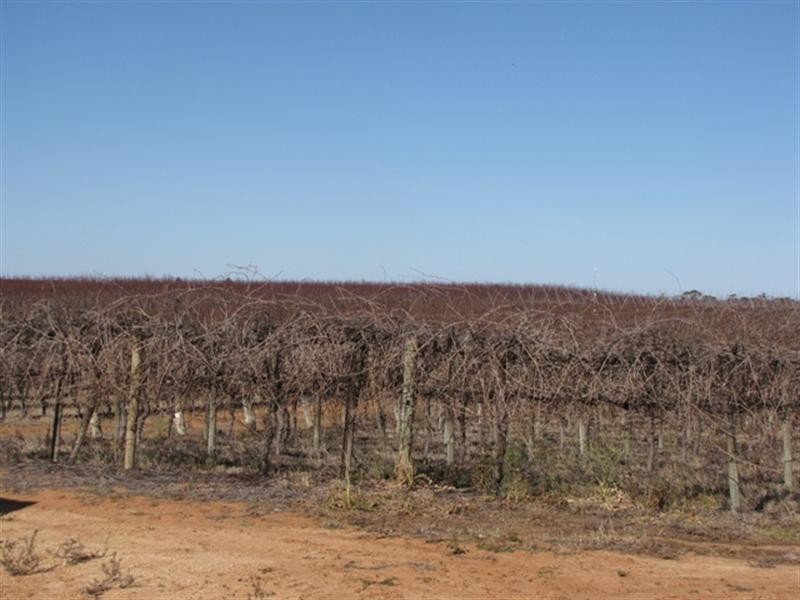 82 Nitschke Road, Loxton SA 5333