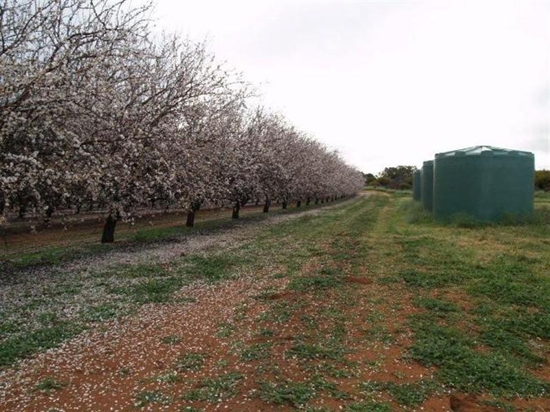 21109 Kingston Loxton Road, Loxton SA 5333