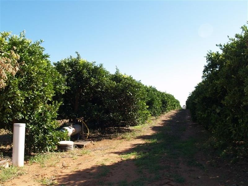 112 and113 Hartwig Road, Waikerie SA 5330