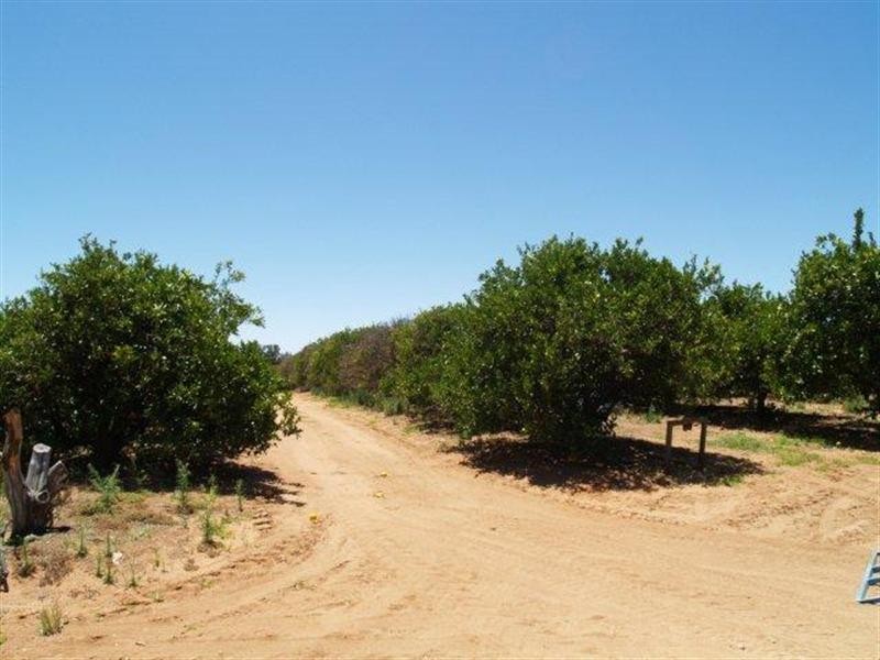 228 Hartwig Road, Waikerie SA 5330