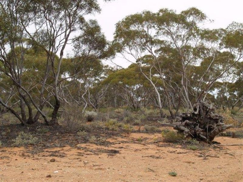 Lot 6 Murbko Road, Morgan SA 5320