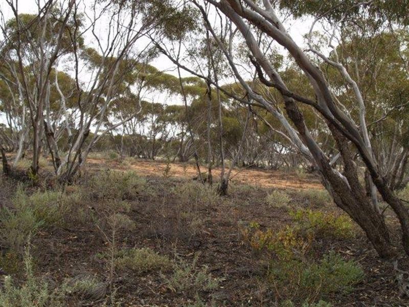 Lot 6 Murbko Road, Morgan SA 5320