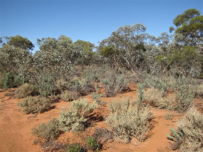 652 Caddy Road, Loveday SA 5345