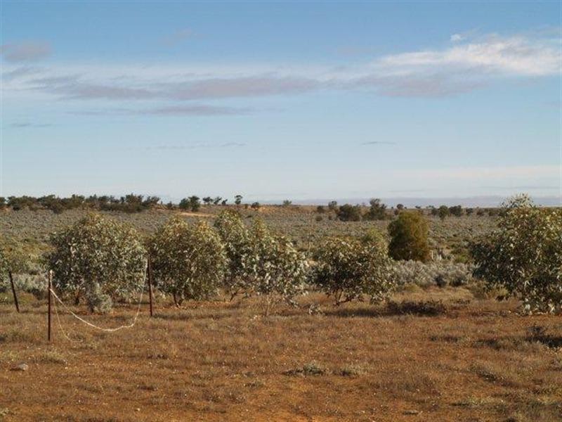 498 Ring Road, Morgan SA 5320