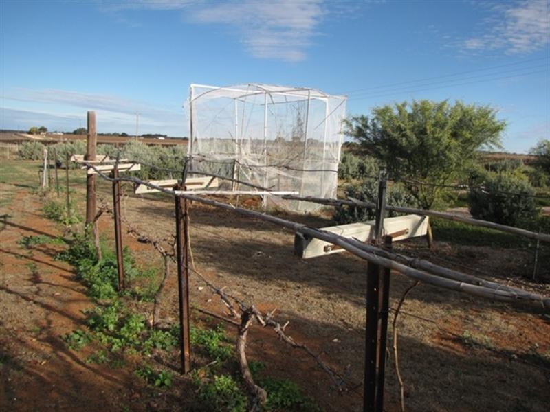 235 McKenzie Road, Barmera SA 5345