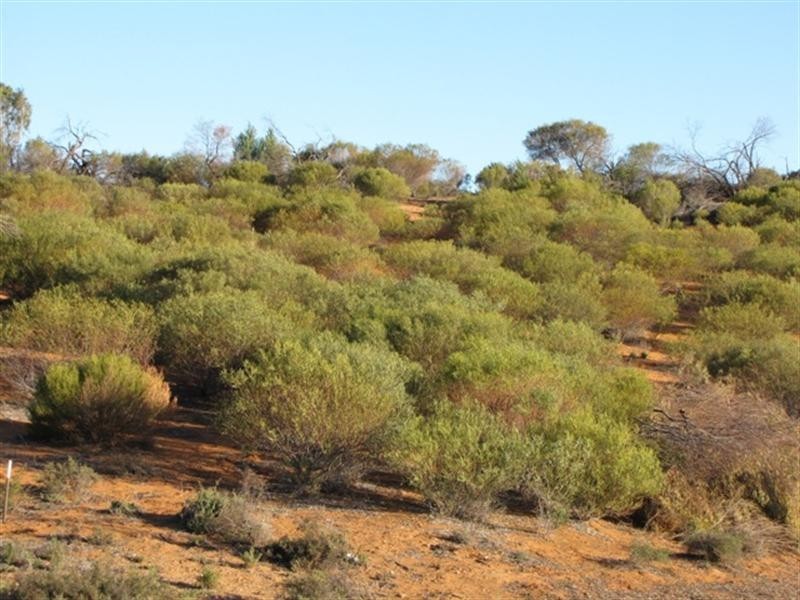 Lot 50 Wheatley Road, Loxton SA 5333