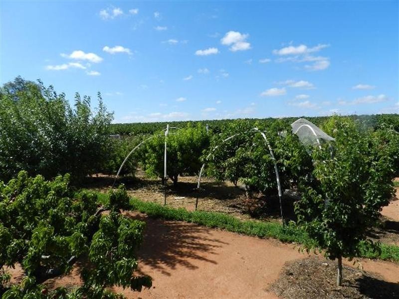 402 Distillery Road, Monash SA 5342