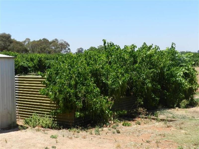 15 Maple Street, Barmera SA 5345