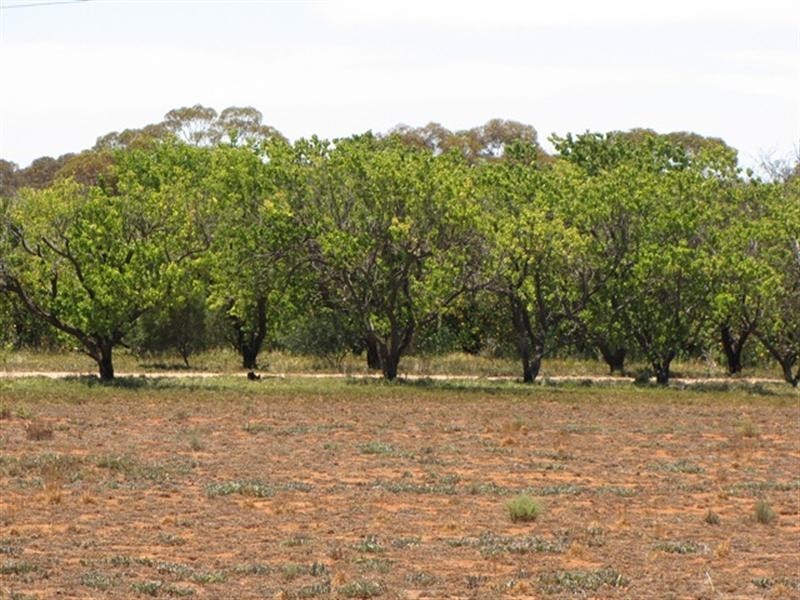 1647 Old Sturt Highway, Berri SA 5343