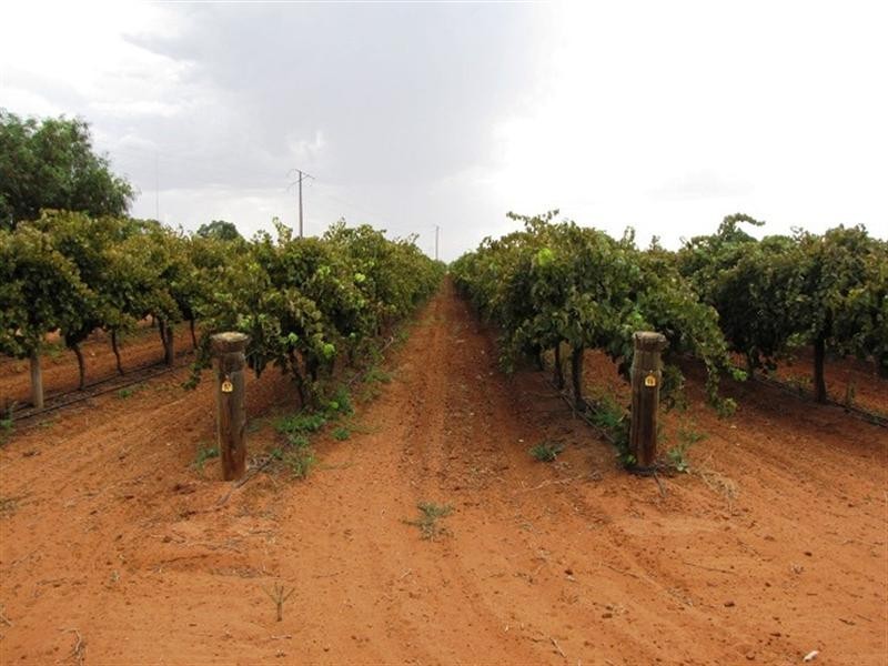 Lot 39 Comley Road, Loveday SA 5345