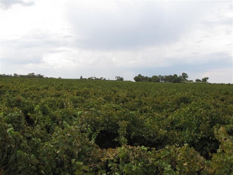 Lot 39 Comley Road, Loveday SA 5345