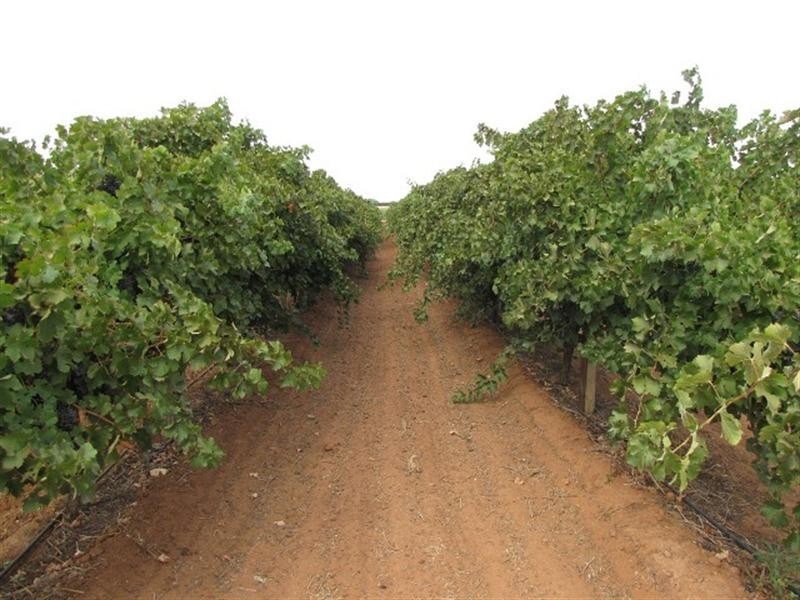 Lot 39 Comley Road, Loveday SA 5345