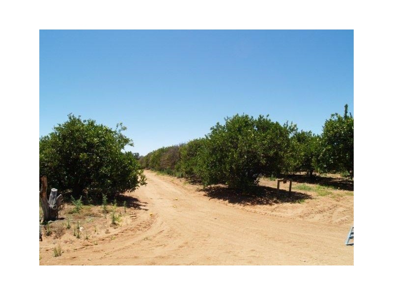 228 Hartwig Road, Waikerie SA 5330