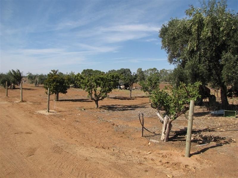 390 Joyce Street, Cobdogla SA 5346