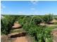 402 Distillery Road, Monash SA 5342