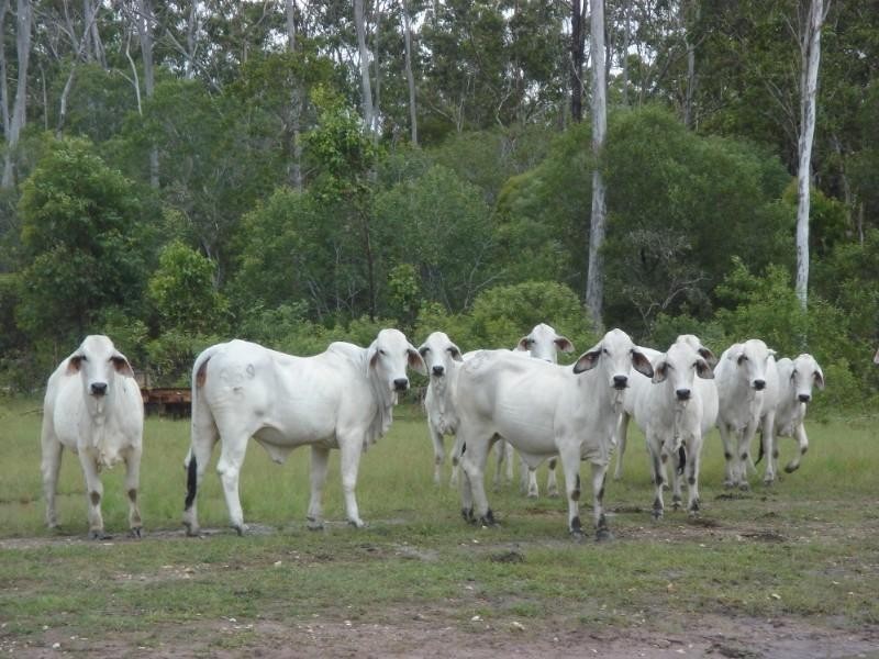 Captain Creek QLD 4677