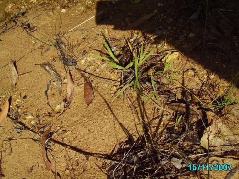 Captain Creek QLD 4677