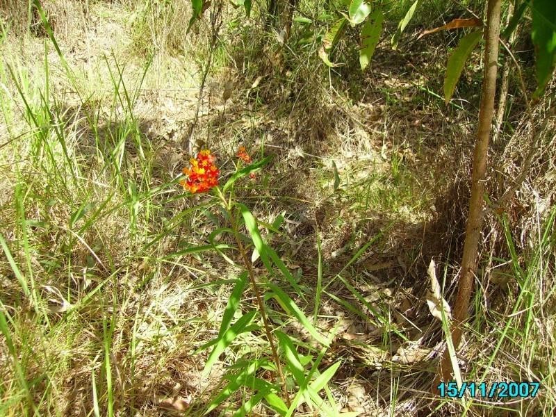 Captain Creek QLD 4677