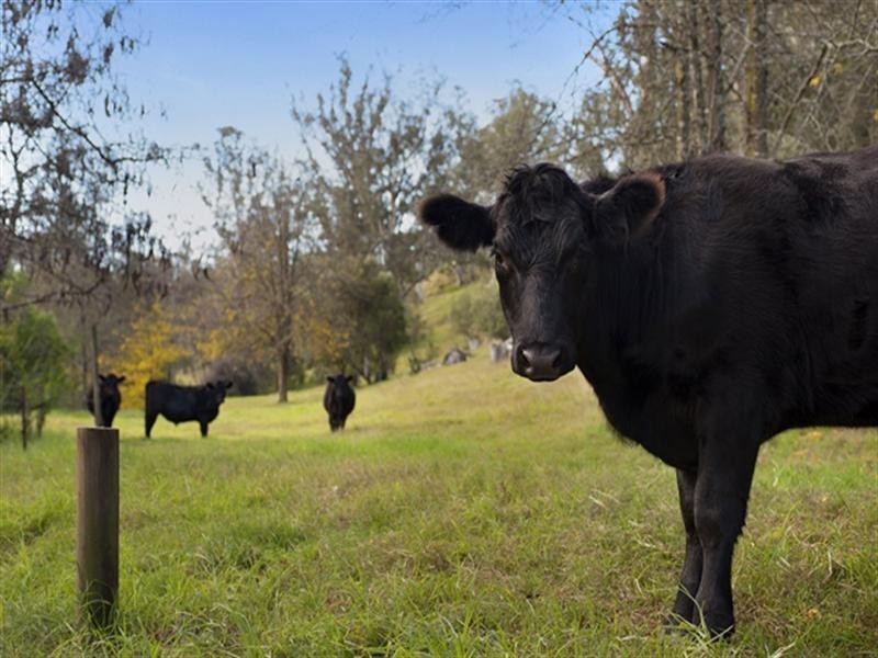 315 ‘Via Vai’ Cut Hill Road, Cobbitty NSW 2570