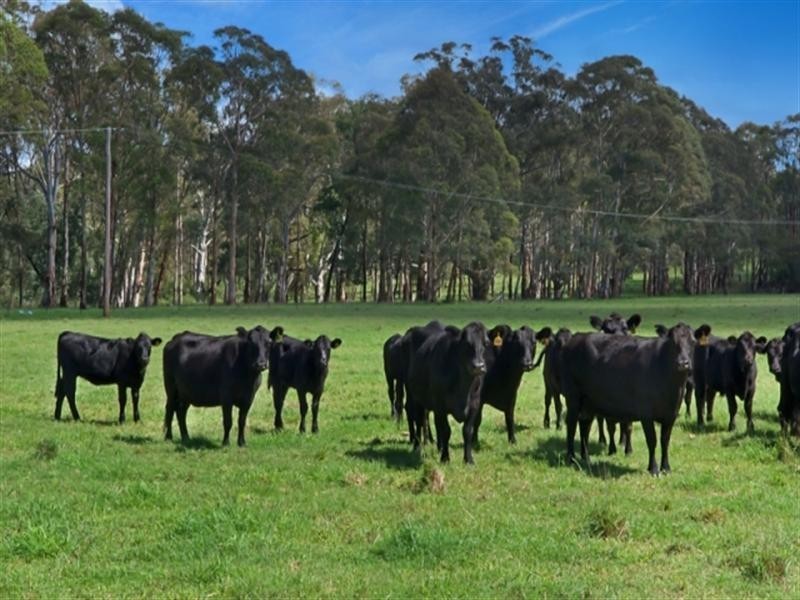 110 Craigend Road, The Oaks NSW 2570