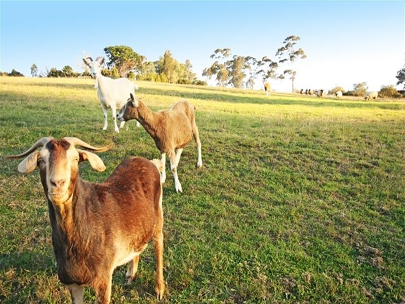 5 Robertson Way, Camden Park NSW 2570