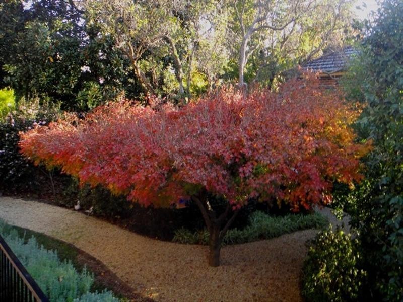 77 Macarthur Road, Elderslie NSW 2570