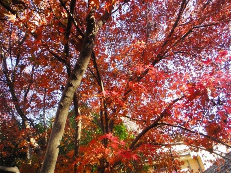 77 Macarthur Road, Elderslie NSW 2570